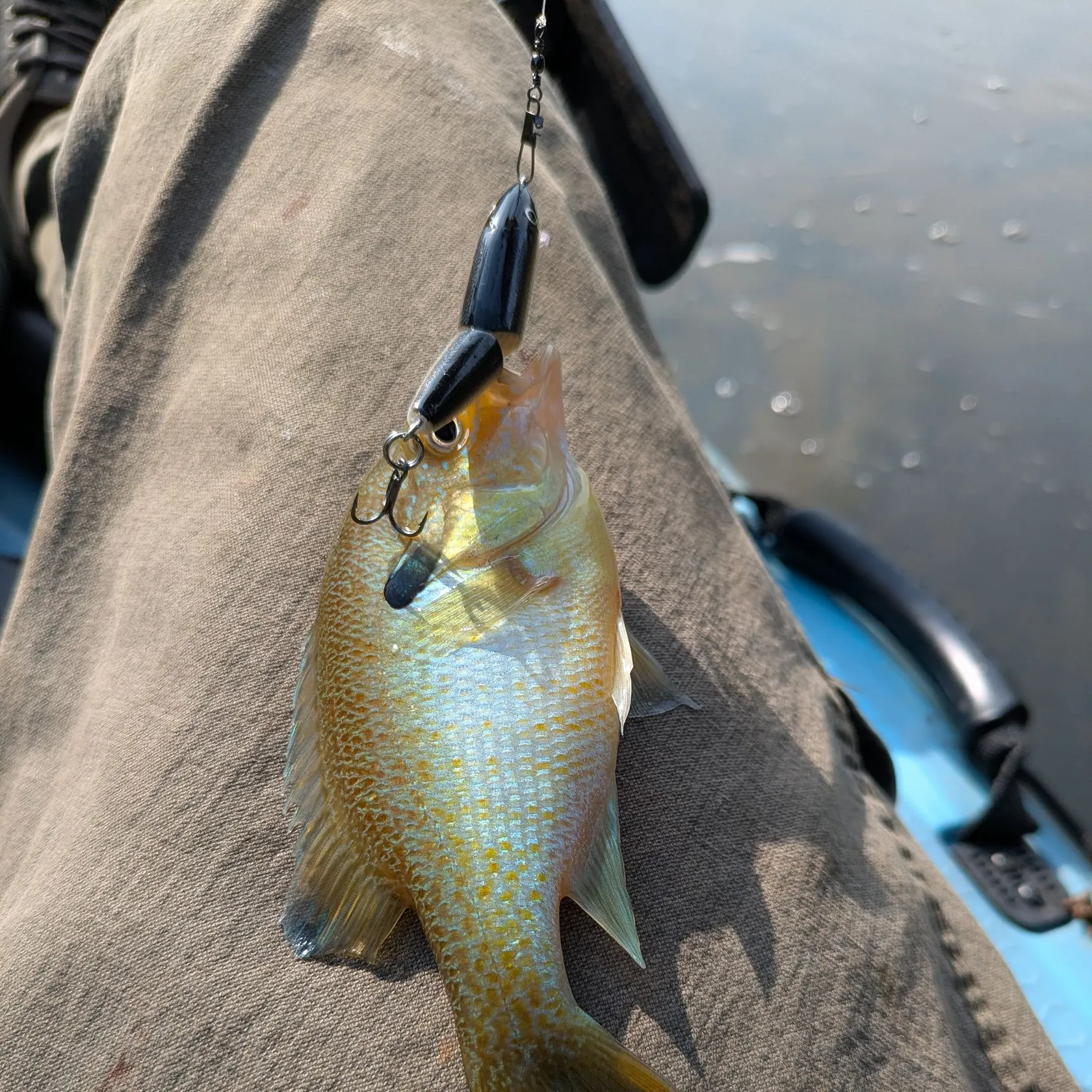 Redbreast sunfish caught on Fishbrain