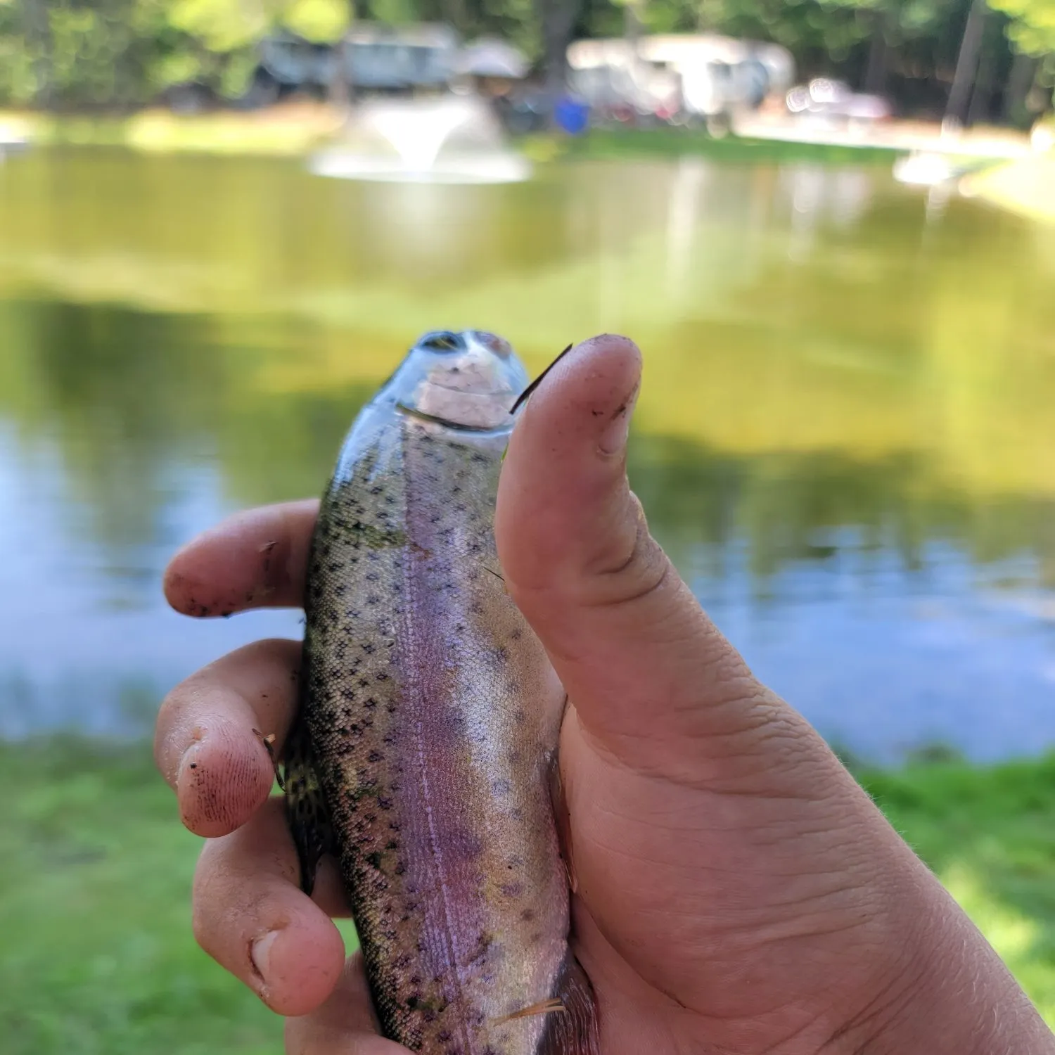 Rainbow trout caught on Fishbrain
