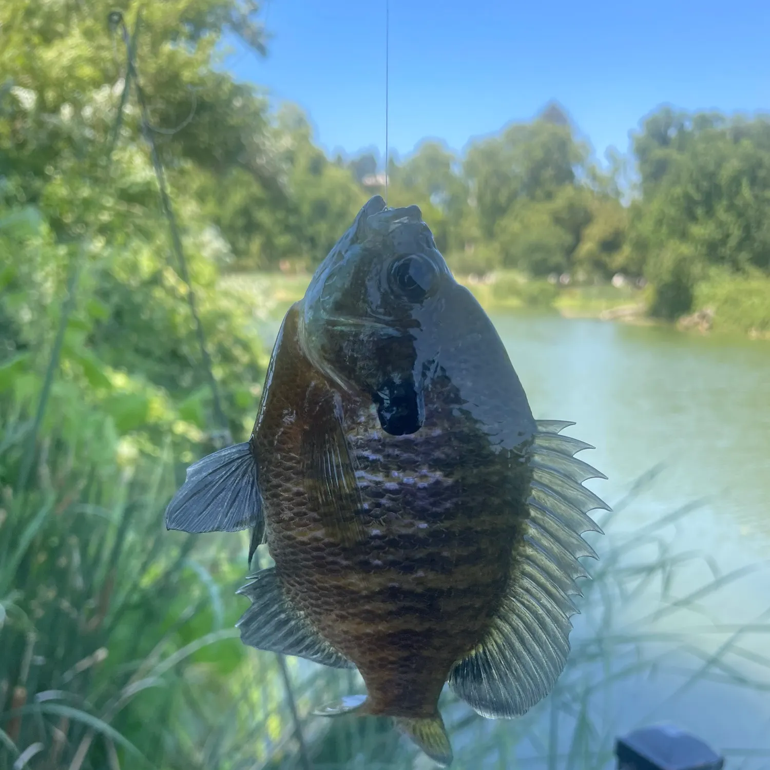 Bluegill caught on Fishbrain