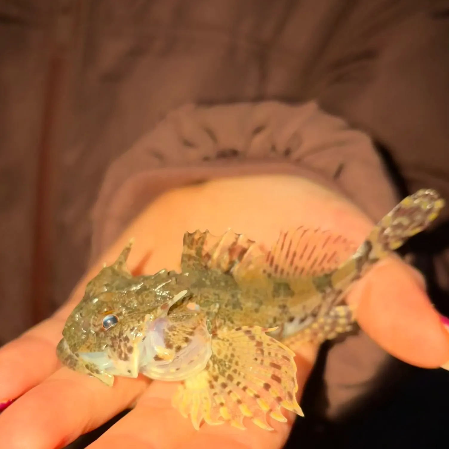 The most recent Shorthorn sculpin catches on Fishbrain