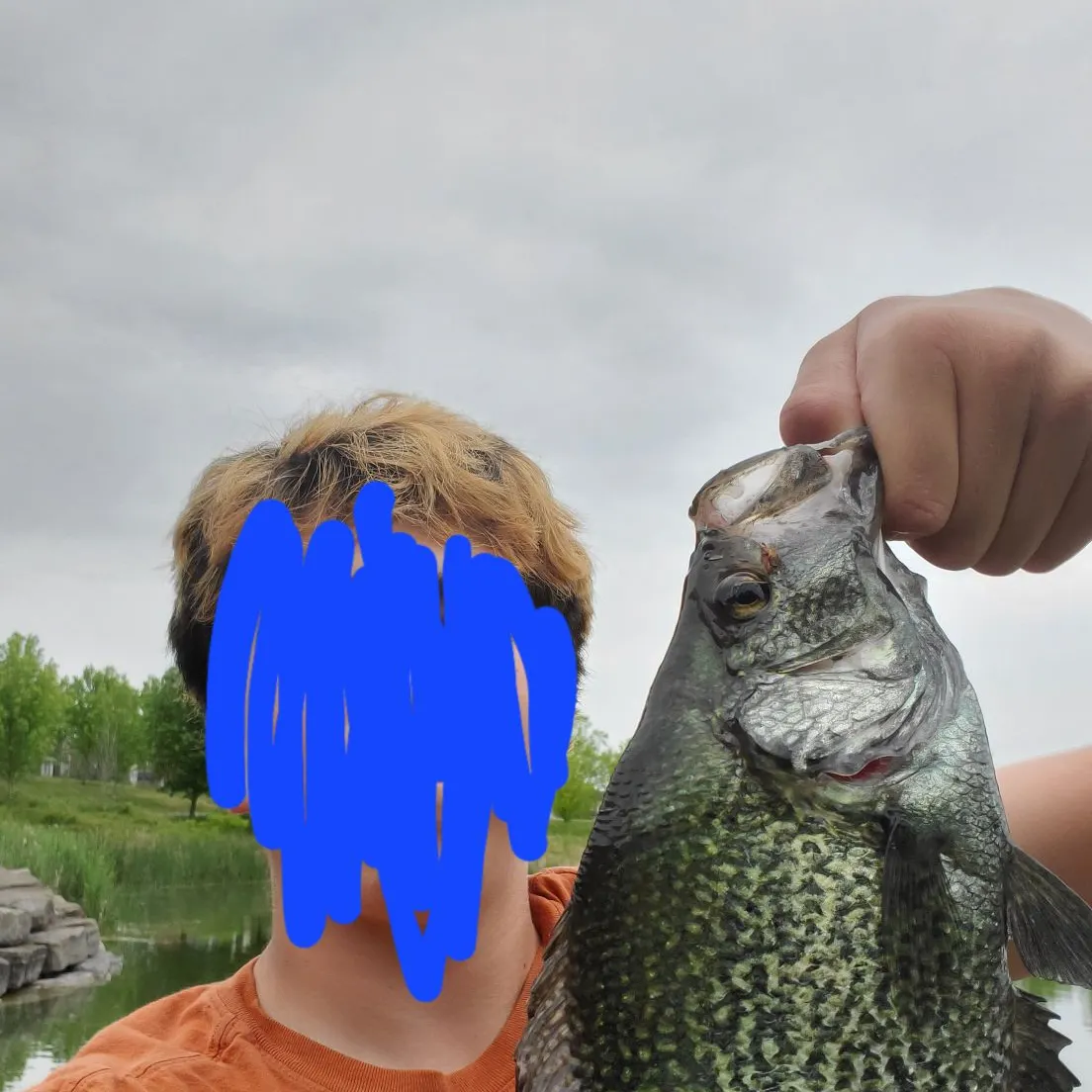 Black crappie caught on Fishbrain