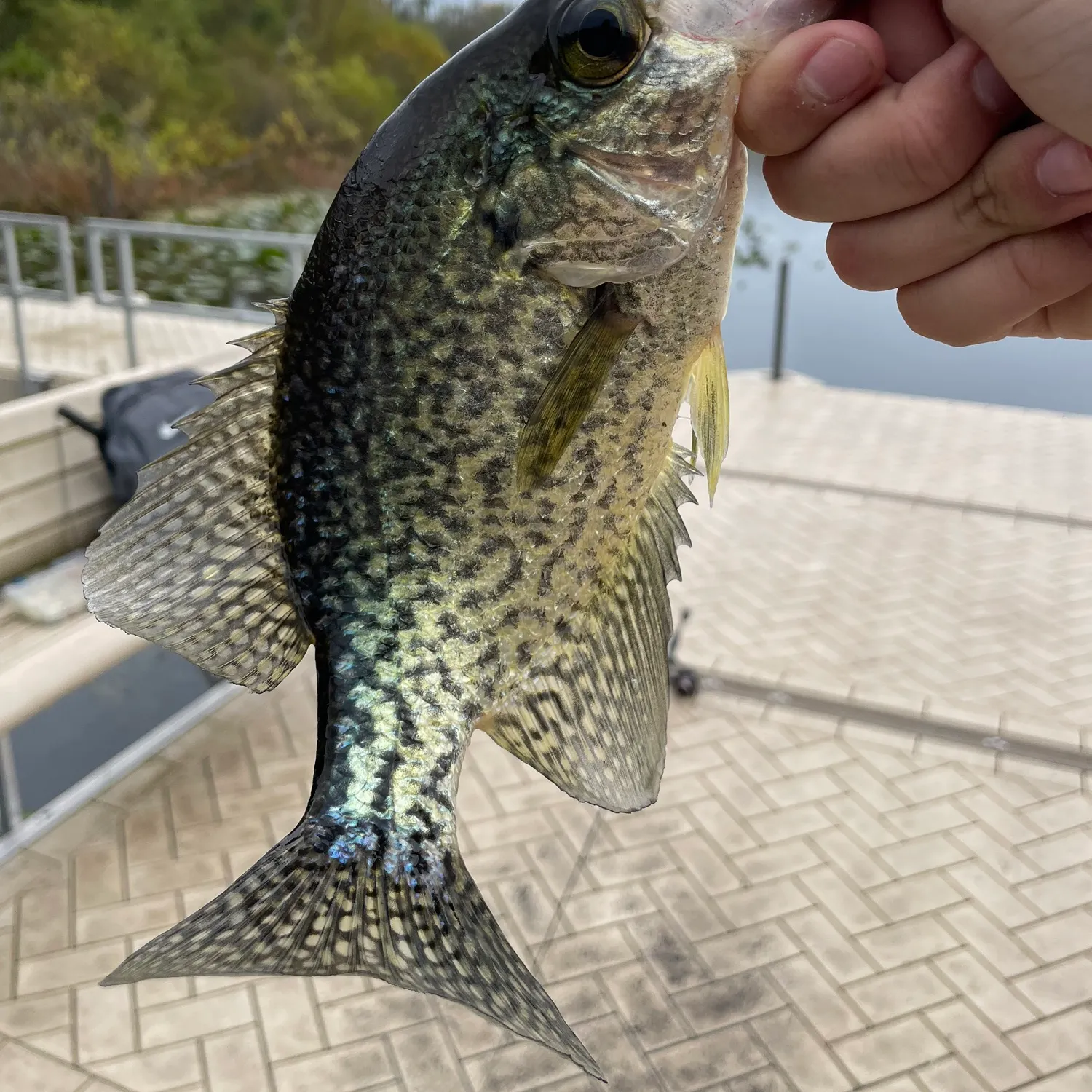 Black crappie caught on Fishbrain