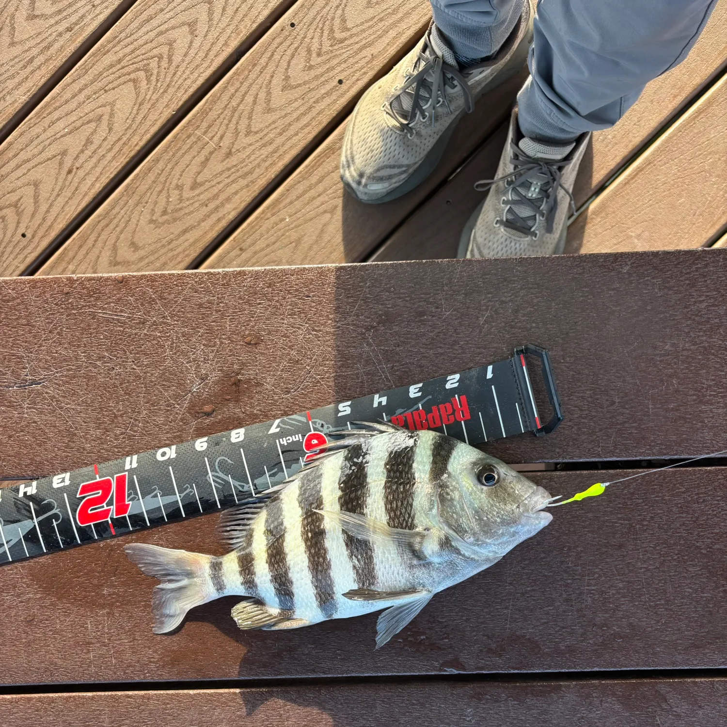 Sheepshead caught on Fishbrain