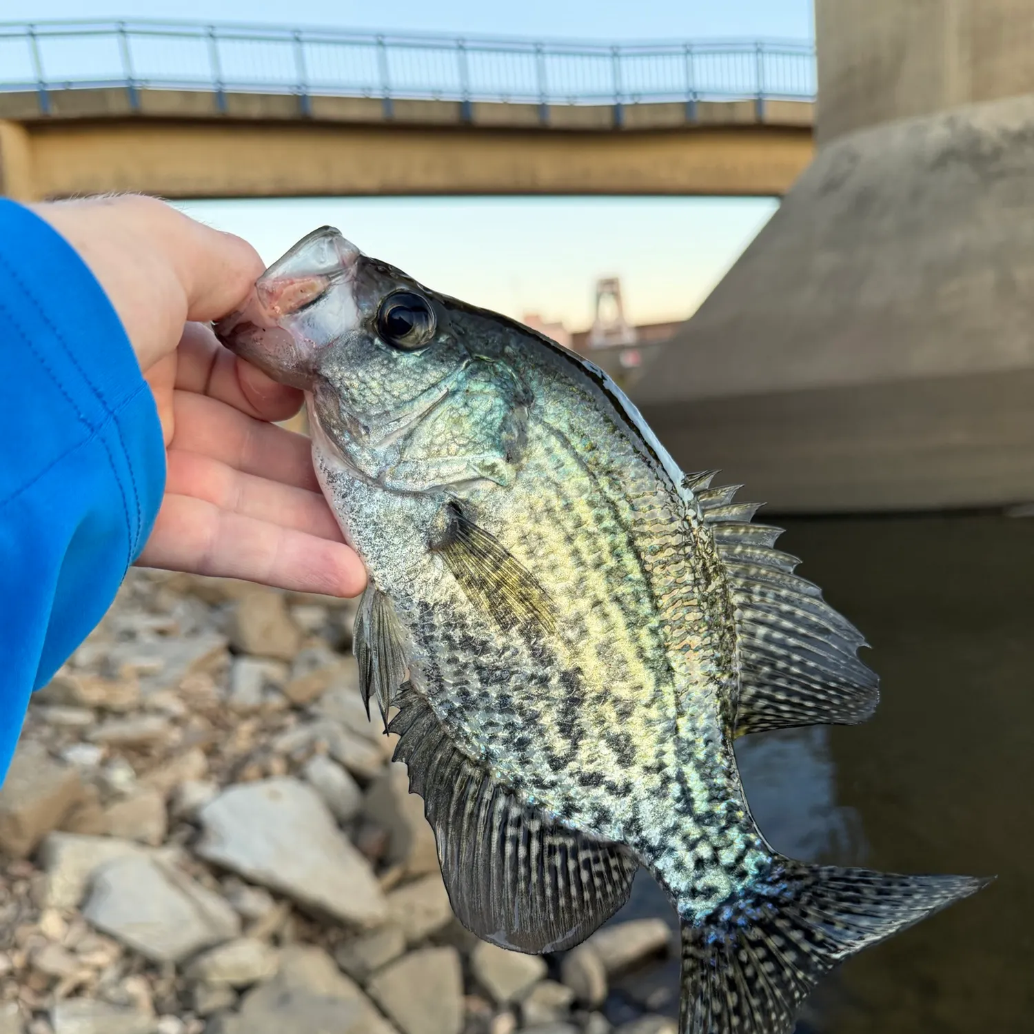 Black crappie caught on Fishbrain
