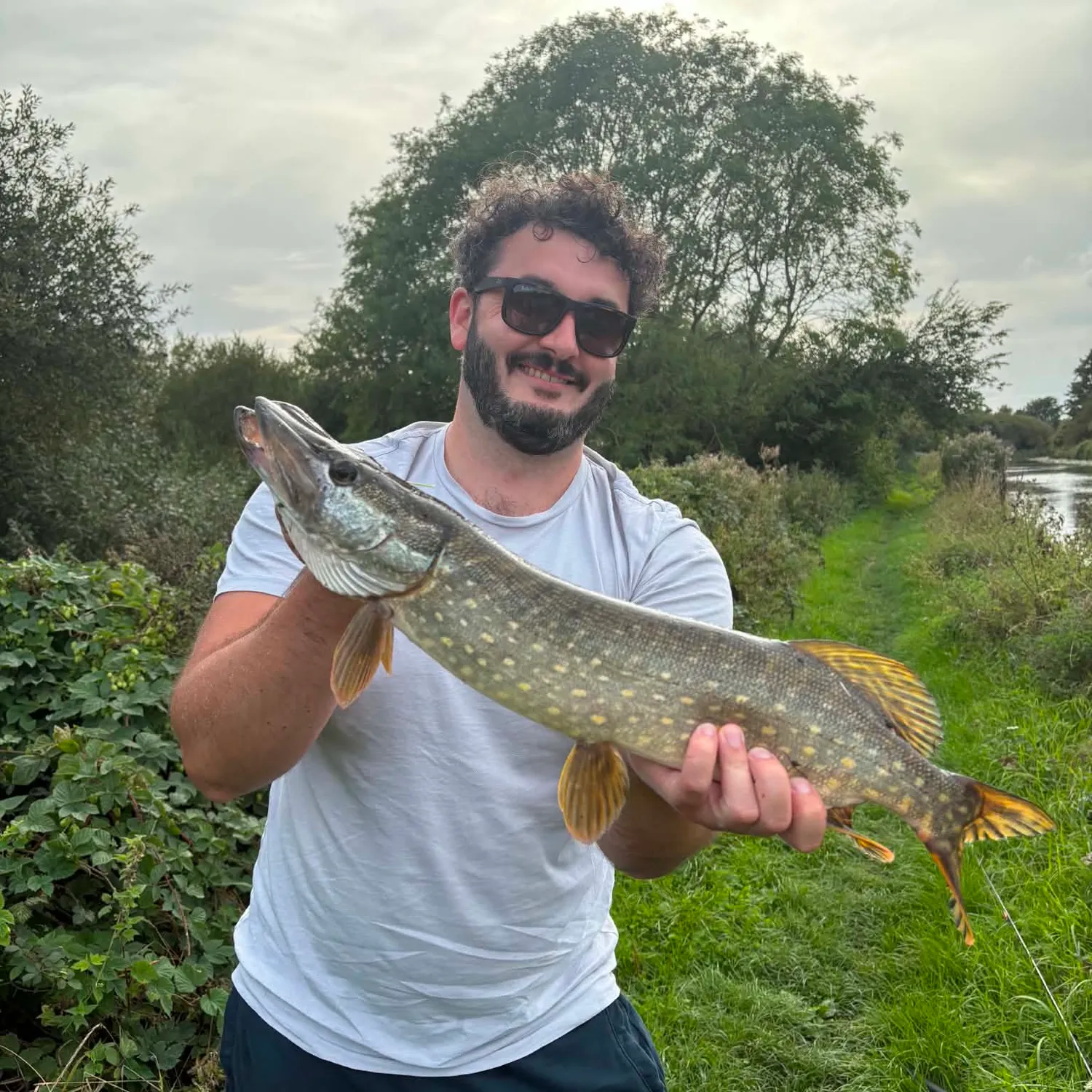 Northern pike caught on Fishbrain