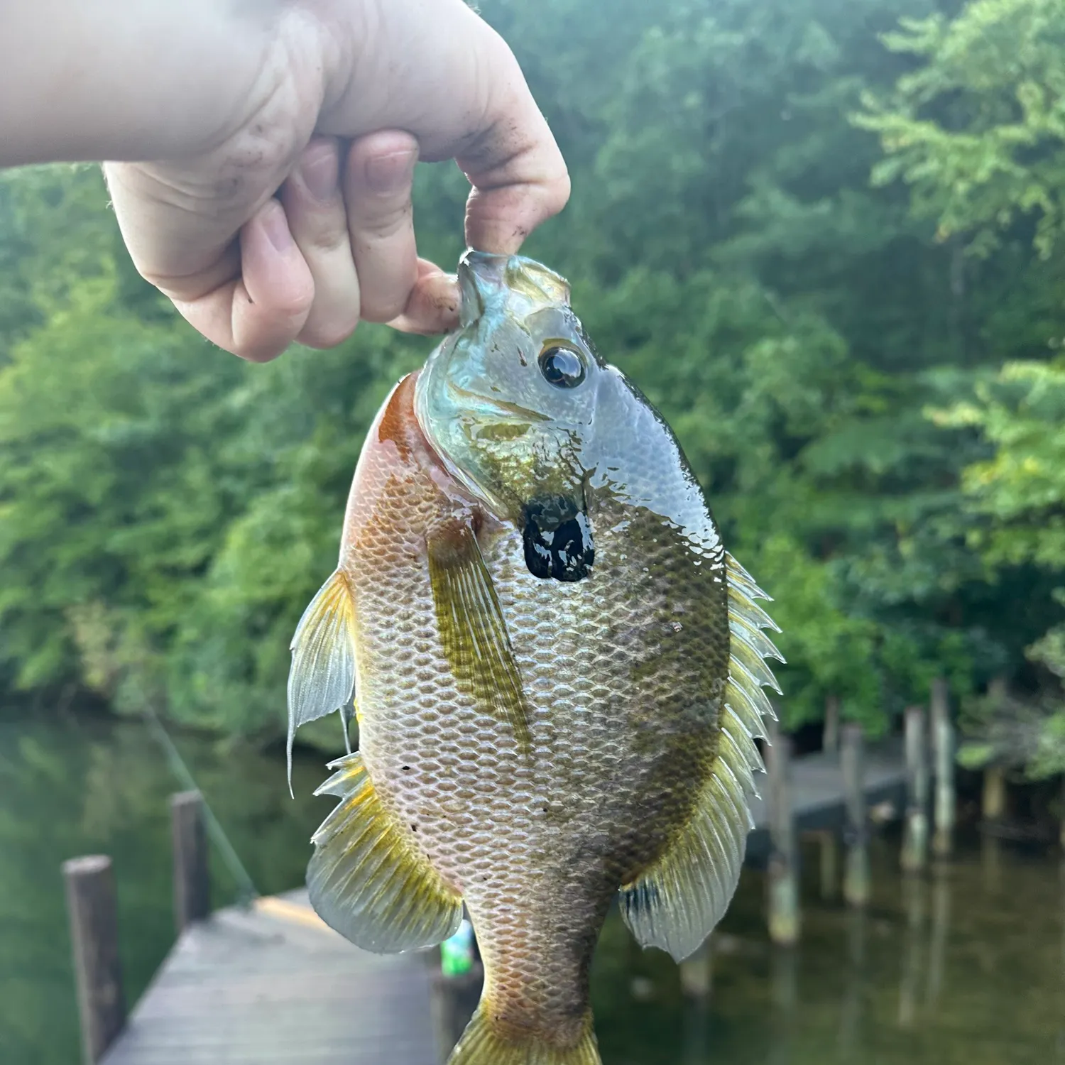 Bluegill caught on Fishbrain