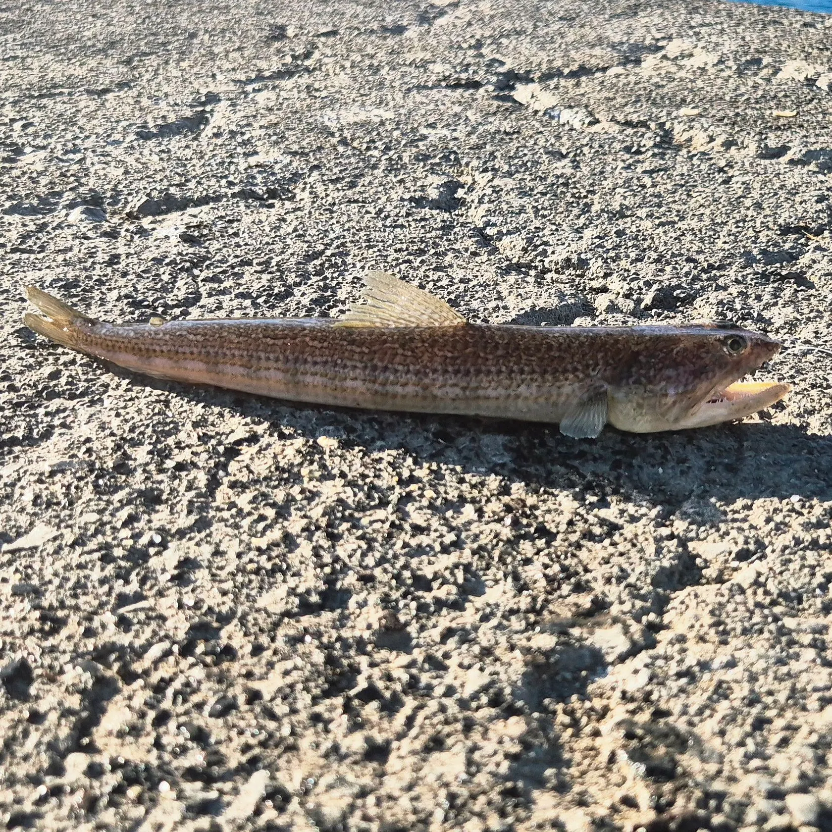 The most recent Atlantic lizardfish catches on Fishbrain