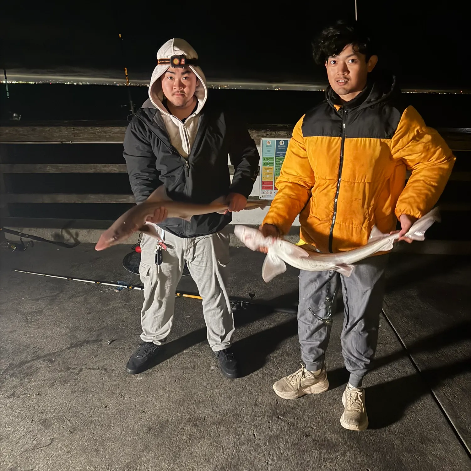 The most recent Brown smooth-hound catches on Fishbrain