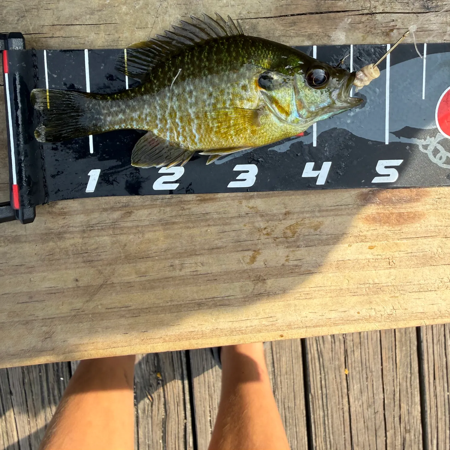 Bluegill caught on Fishbrain