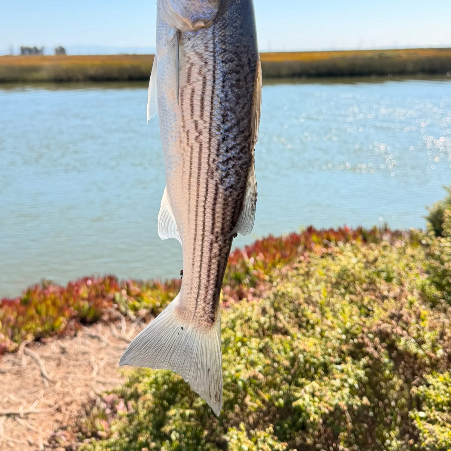 Striped bass caught on Fishbrain