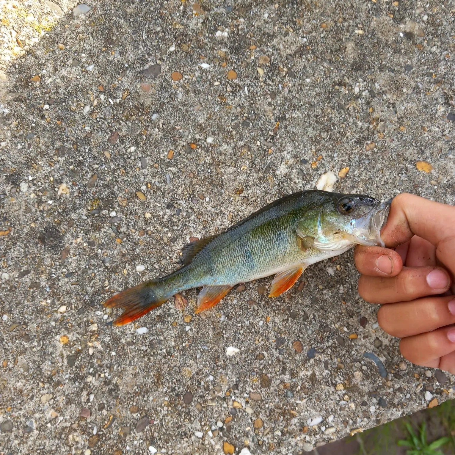 European perch caught on Fishbrain