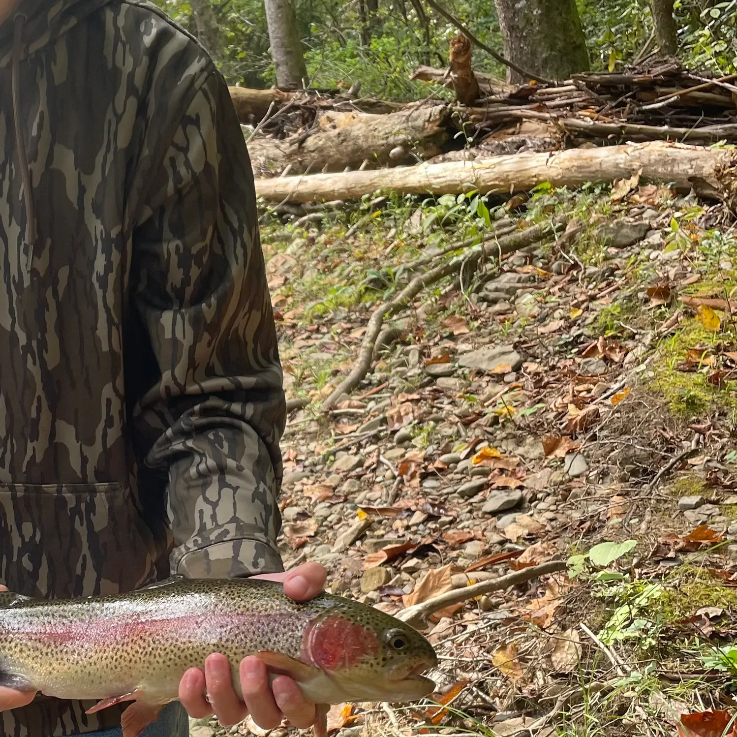 Rainbow trout caught on Fishbrain