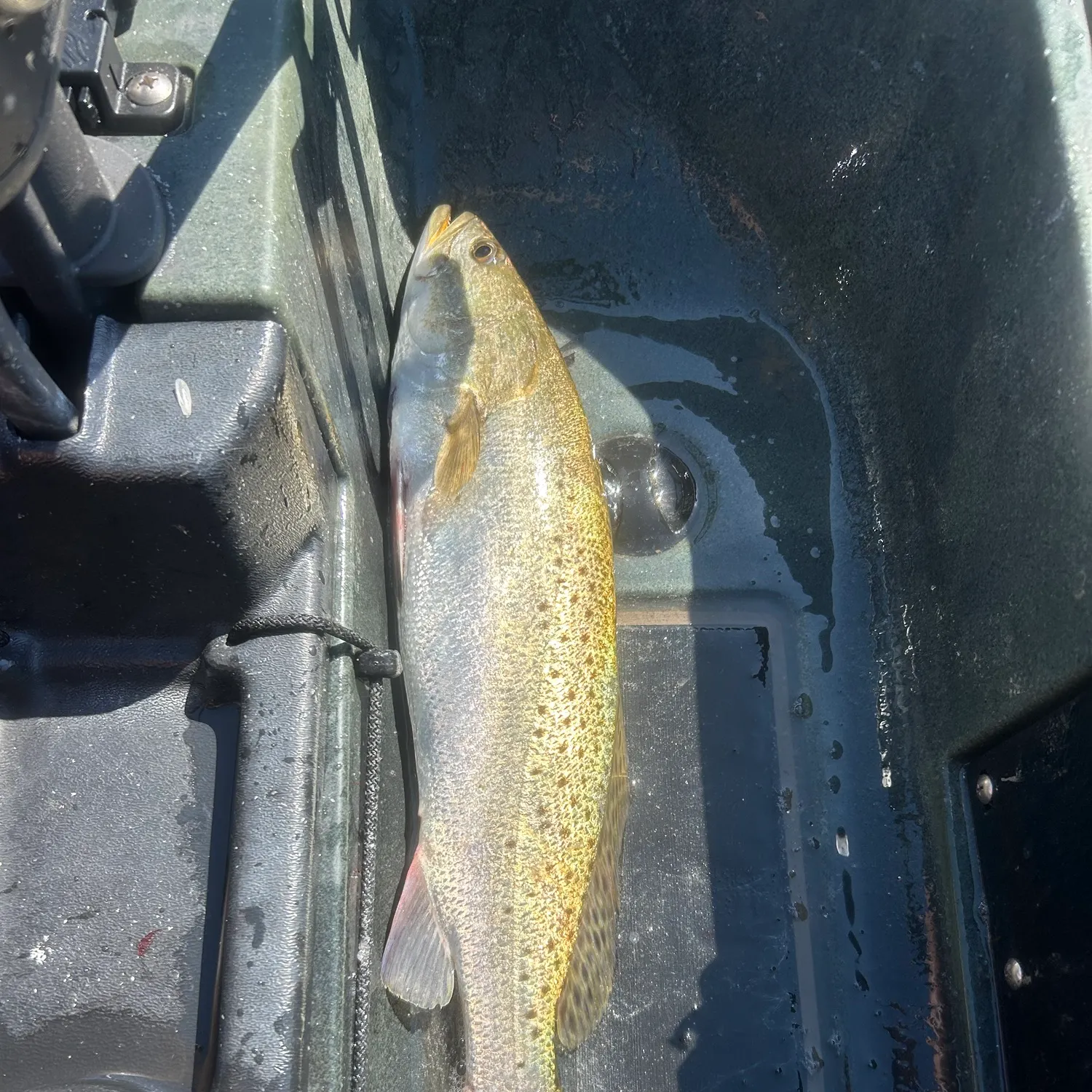 Spotted seatrout caught on Fishbrain