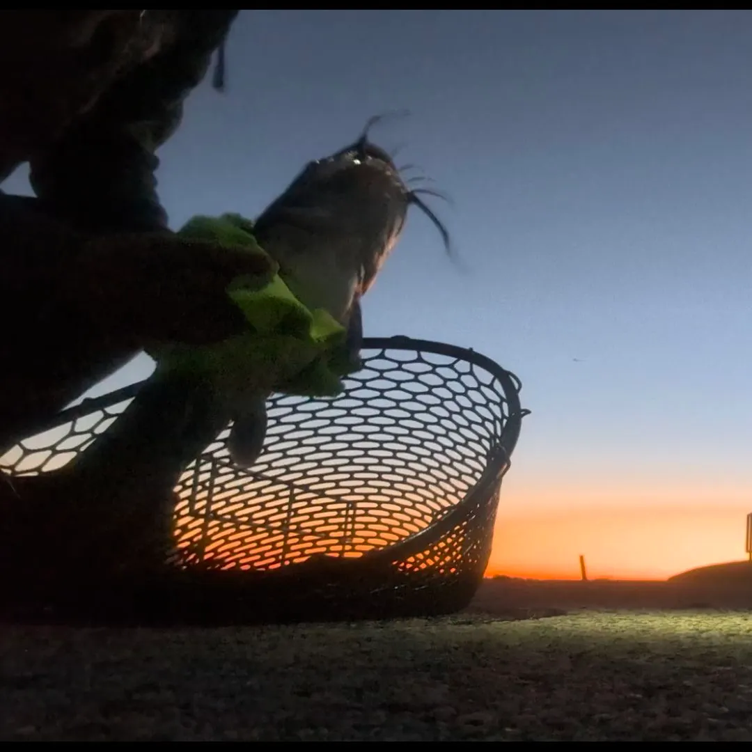 Channel catfish caught on Fishbrain