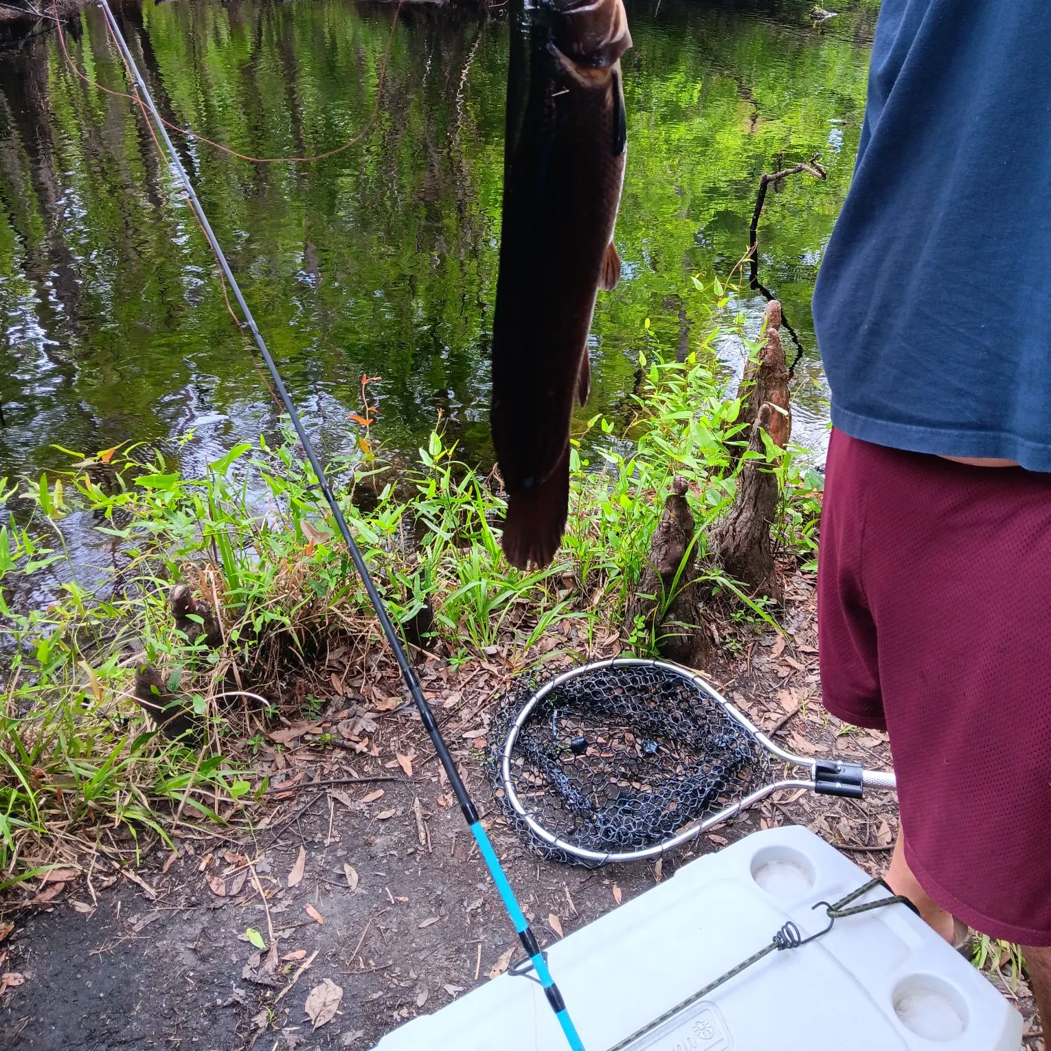 The most recent Ruddy bowfin catches on Fishbrain