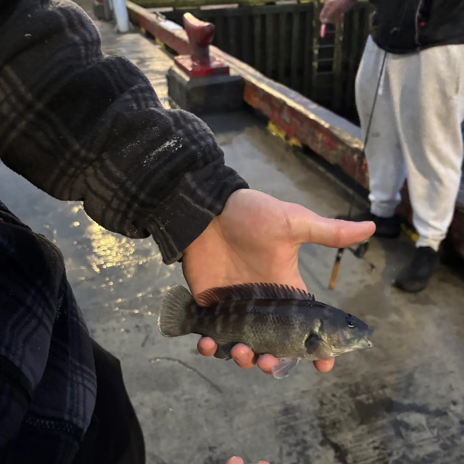 Cunner caught on Fishbrain