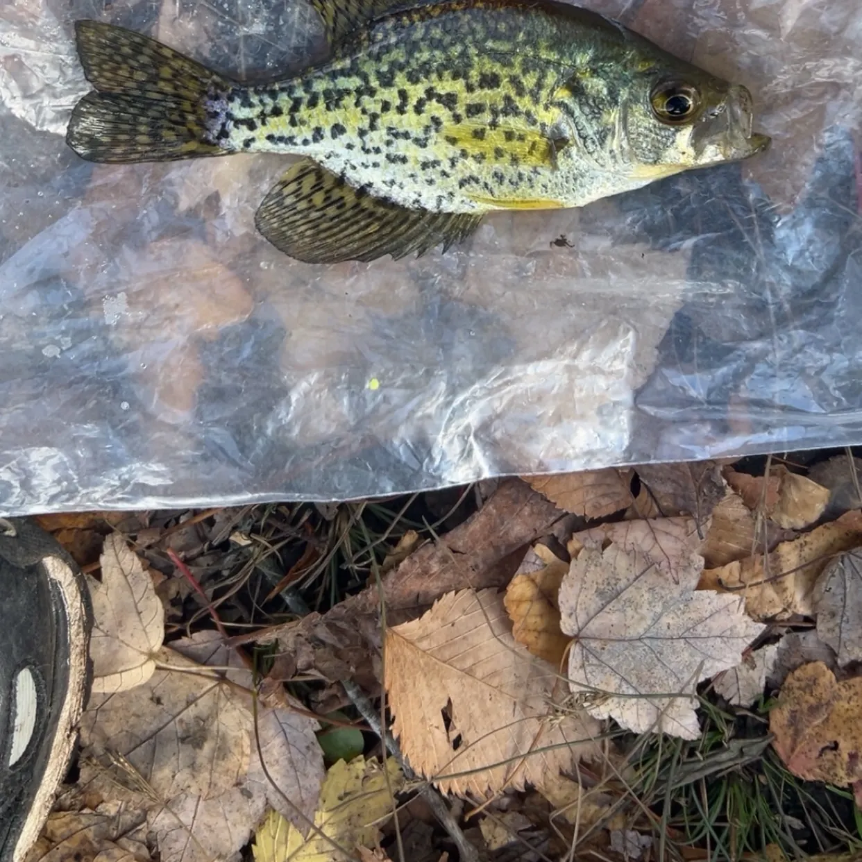 Black crappie caught on Fishbrain