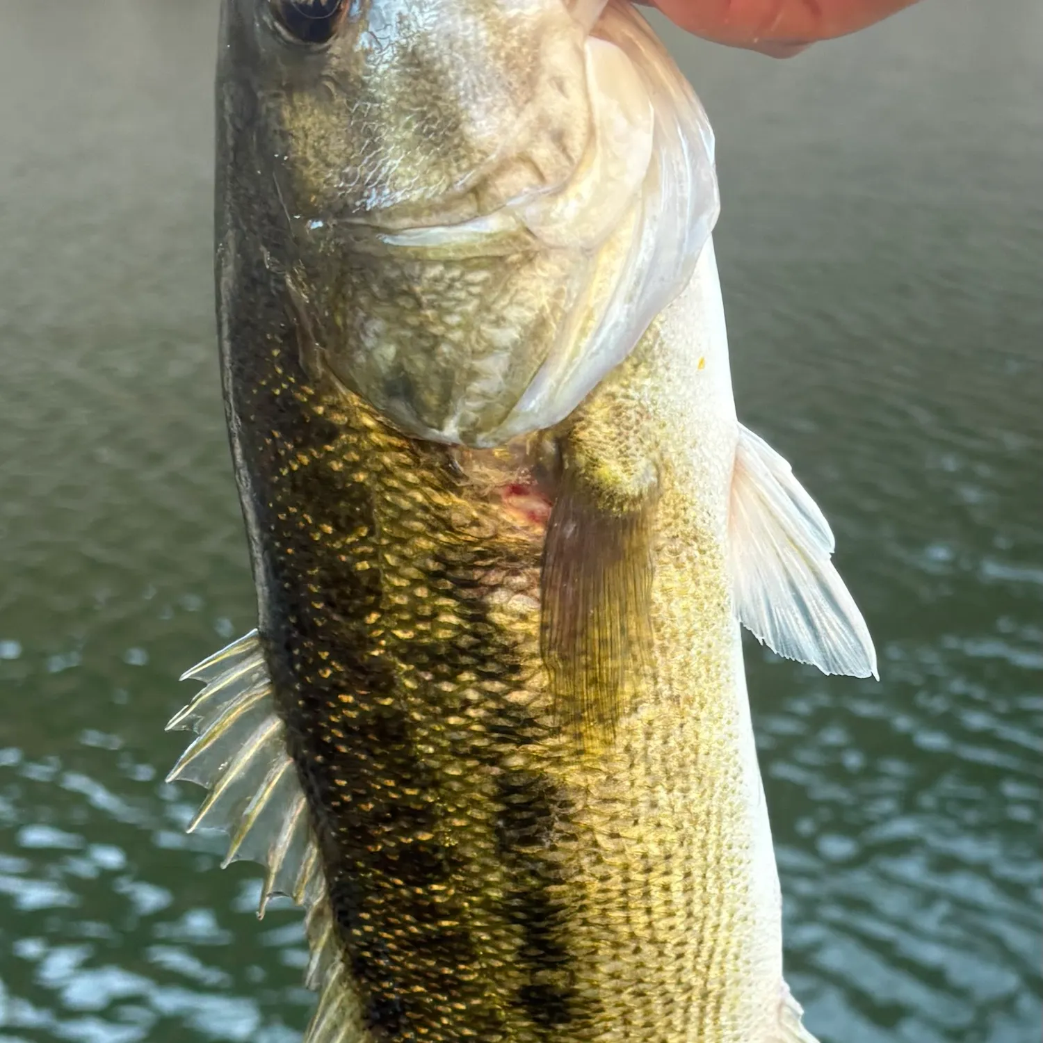 Spotted bass caught on Fishbrain