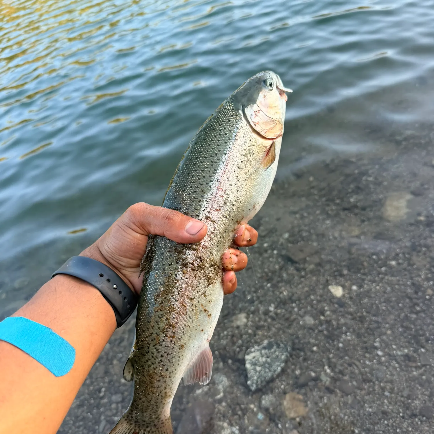 Rainbow trout caught on Fishbrain