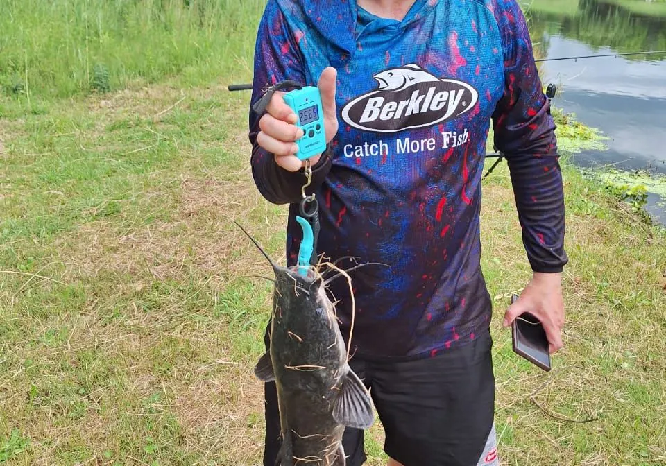 Blunt-toothed African catfish