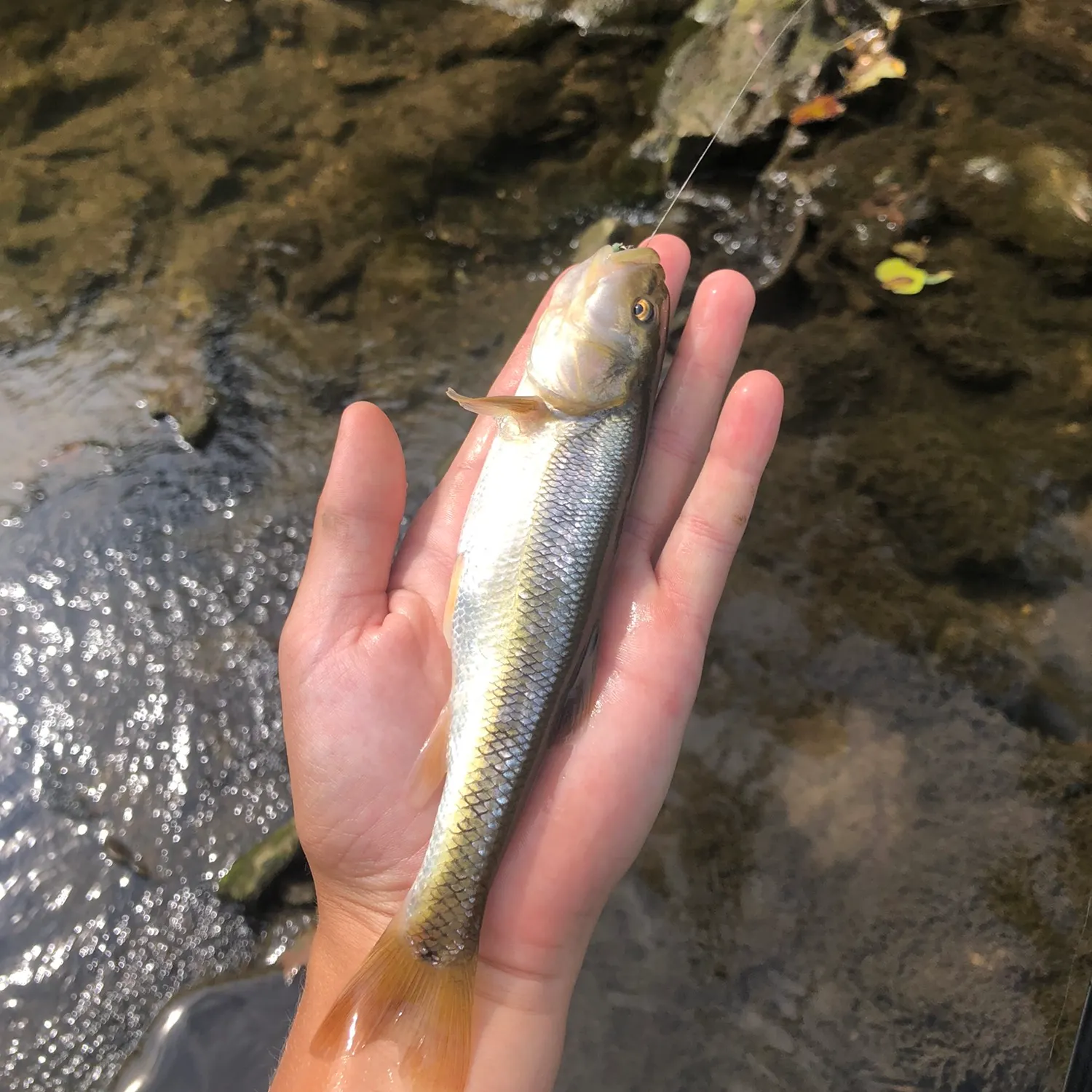 angler catch