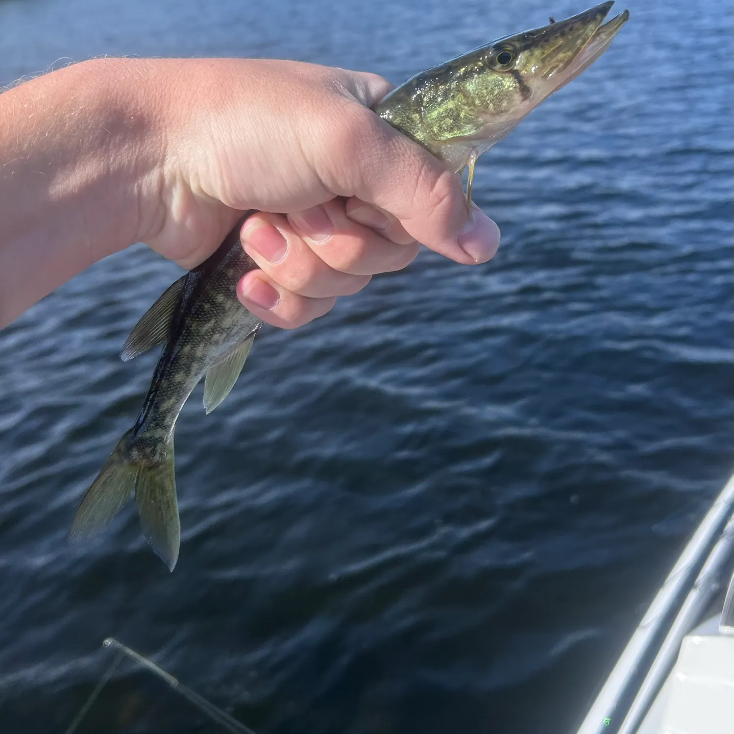 Chain pickerel caught on Fishbrain