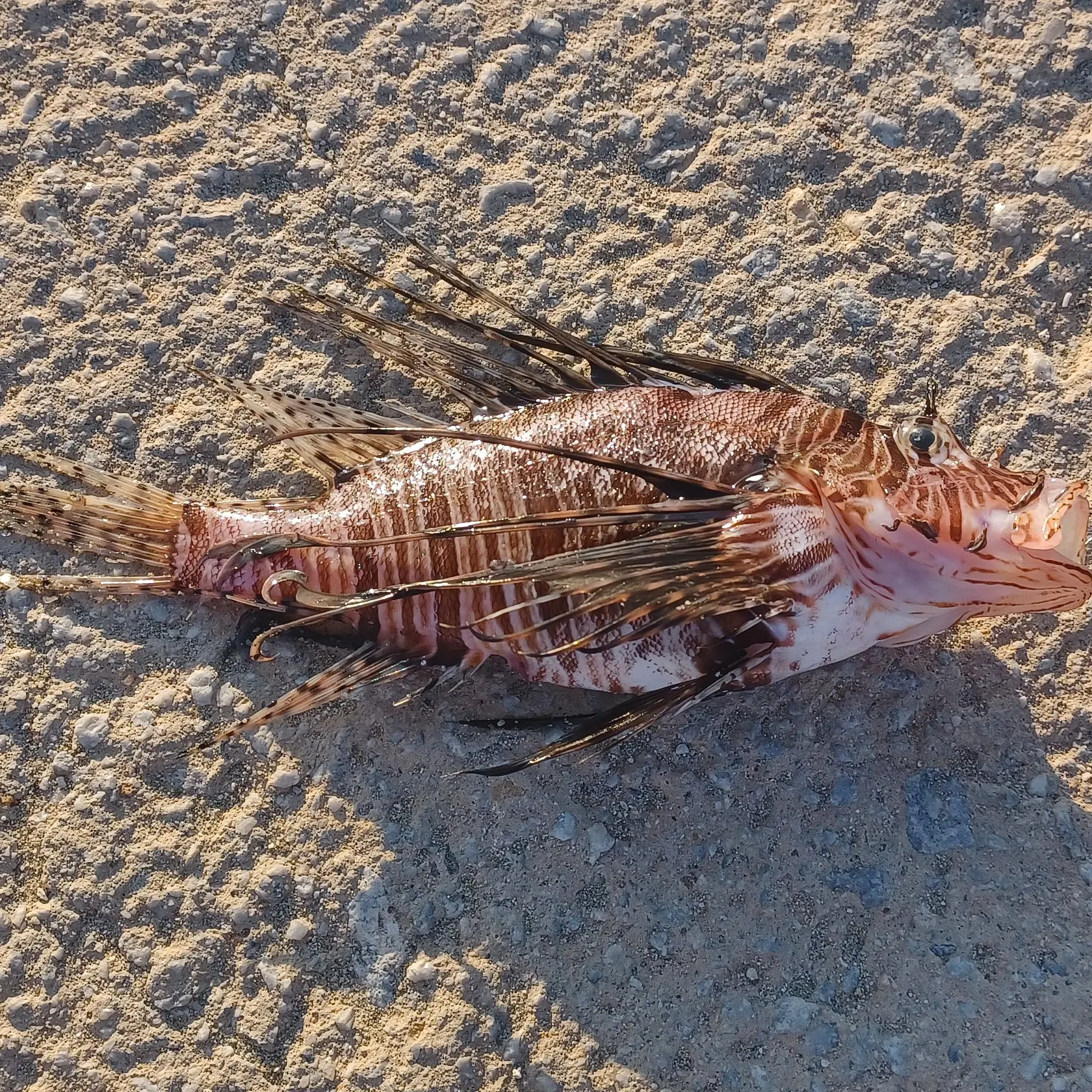 The most recent Red lionfish catches on Fishbrain