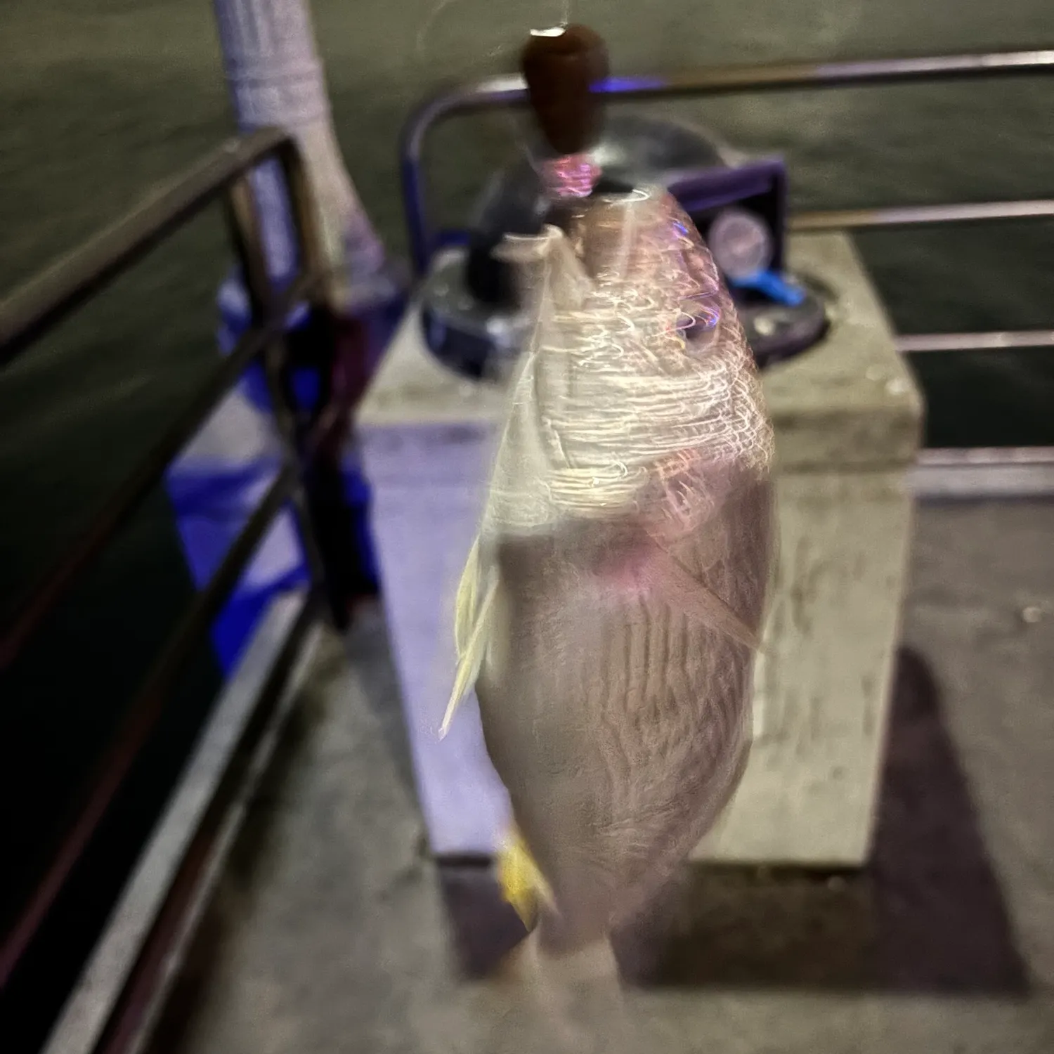 Yellowfin croaker caught on Fishbrain