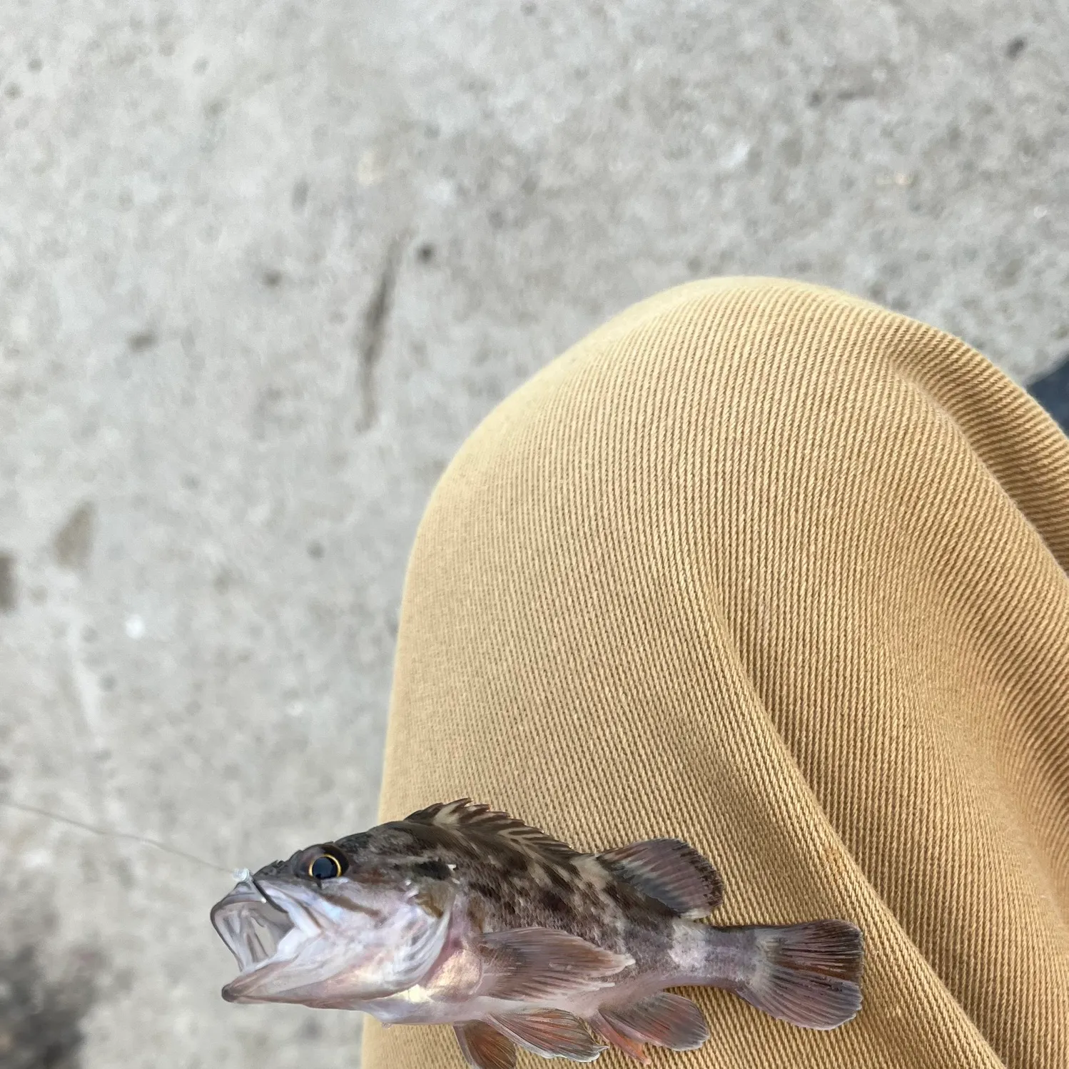 The most recent Brown rockfish catches on Fishbrain