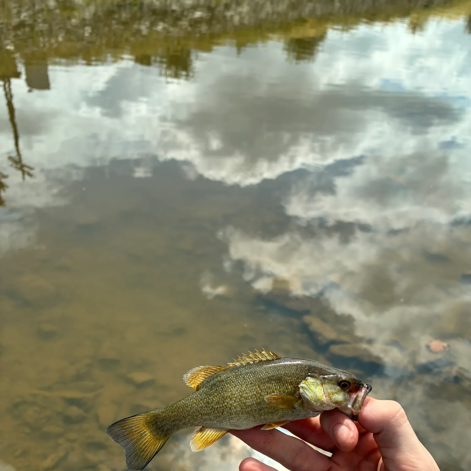Smallmouth bass caught on Fishbrain