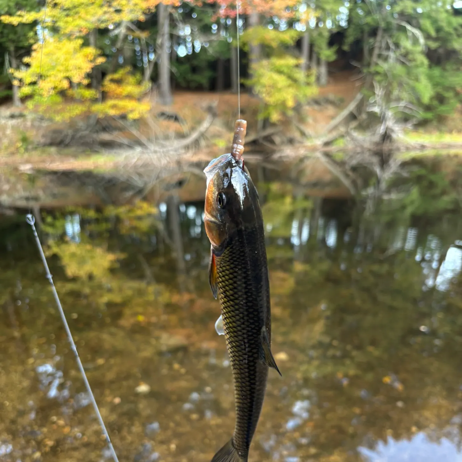 Fallfish caught on Fishbrain