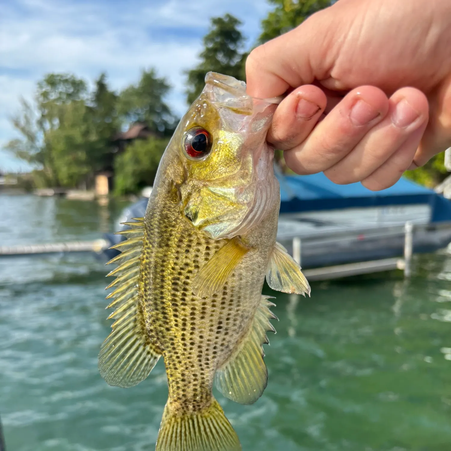 Rock bass caught on Fishbrain