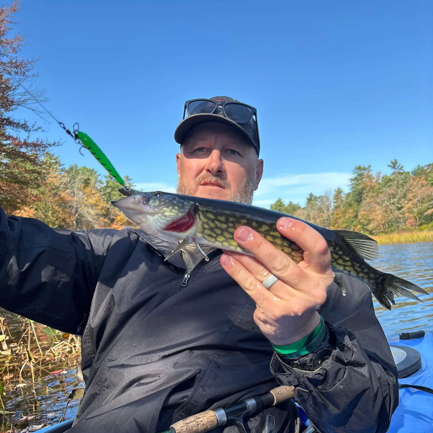 Chain pickerel caught on Fishbrain