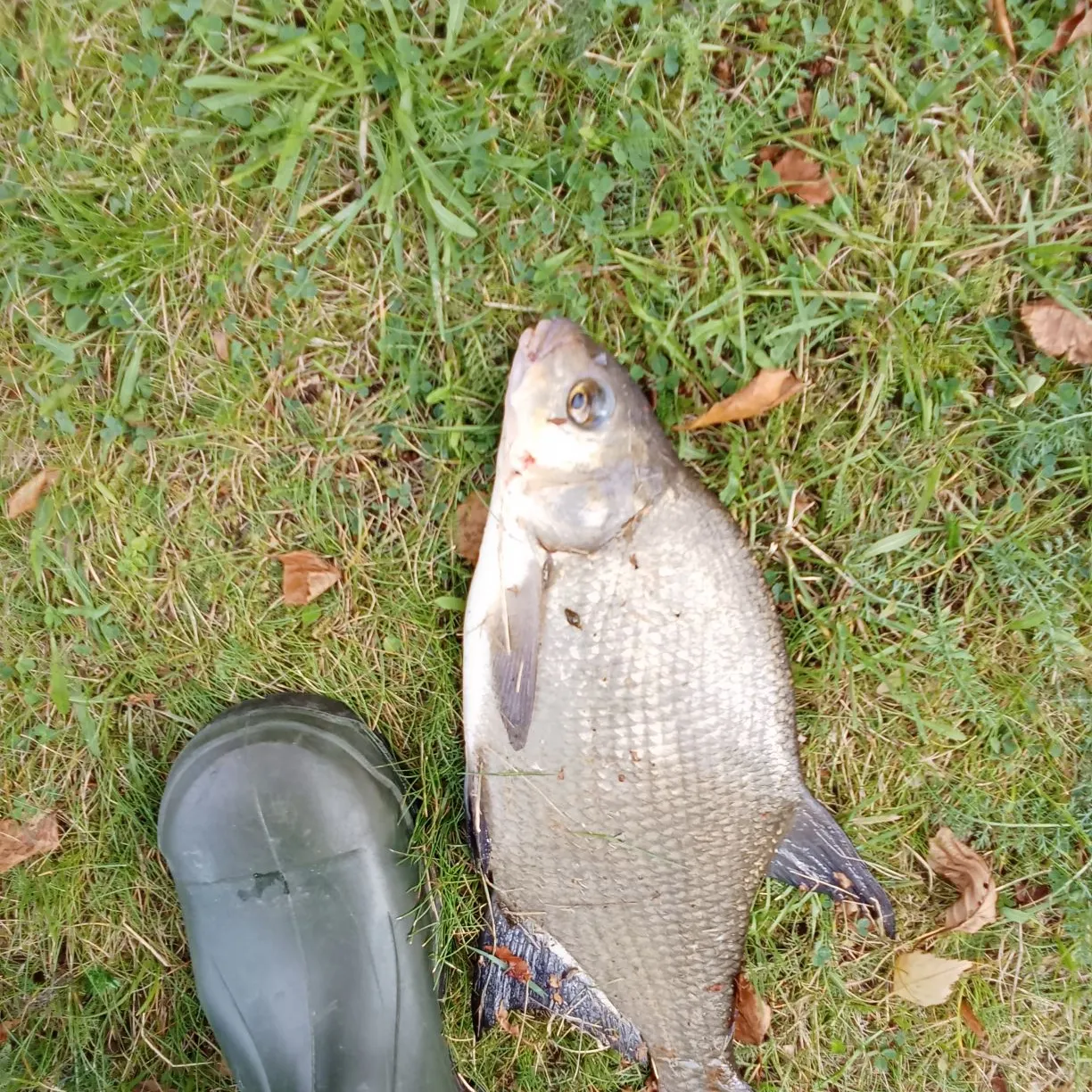 Common bream caught on Fishbrain