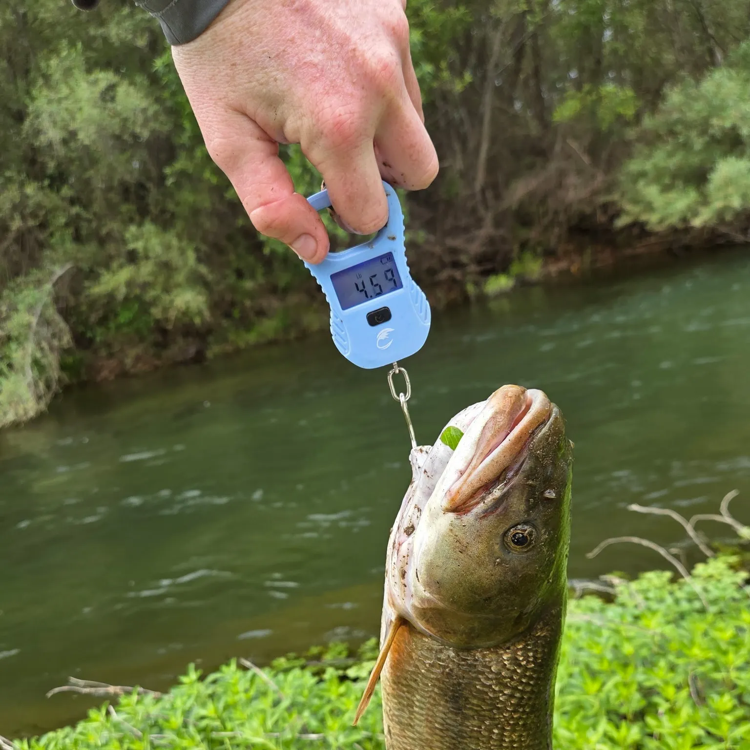 The most recent Sacramento pikeminnow catches on Fishbrain