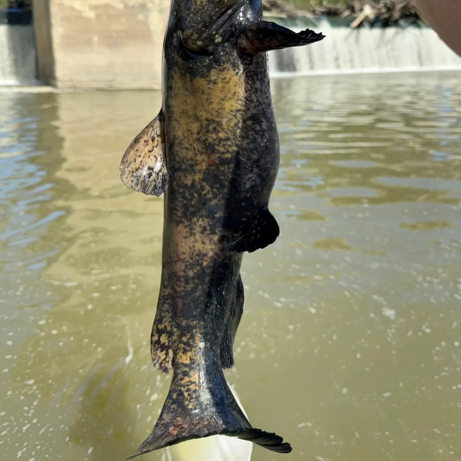 Flathead catfish caught on Fishbrain