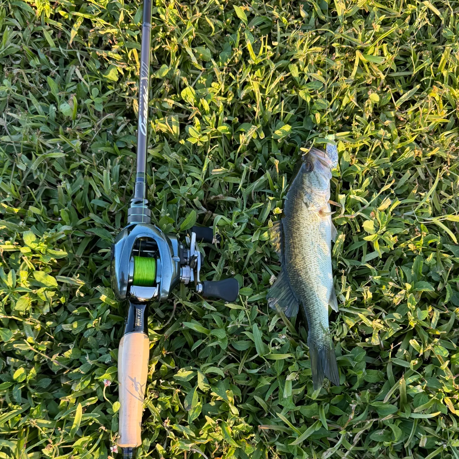 Largemouth bass caught on Fishbrain