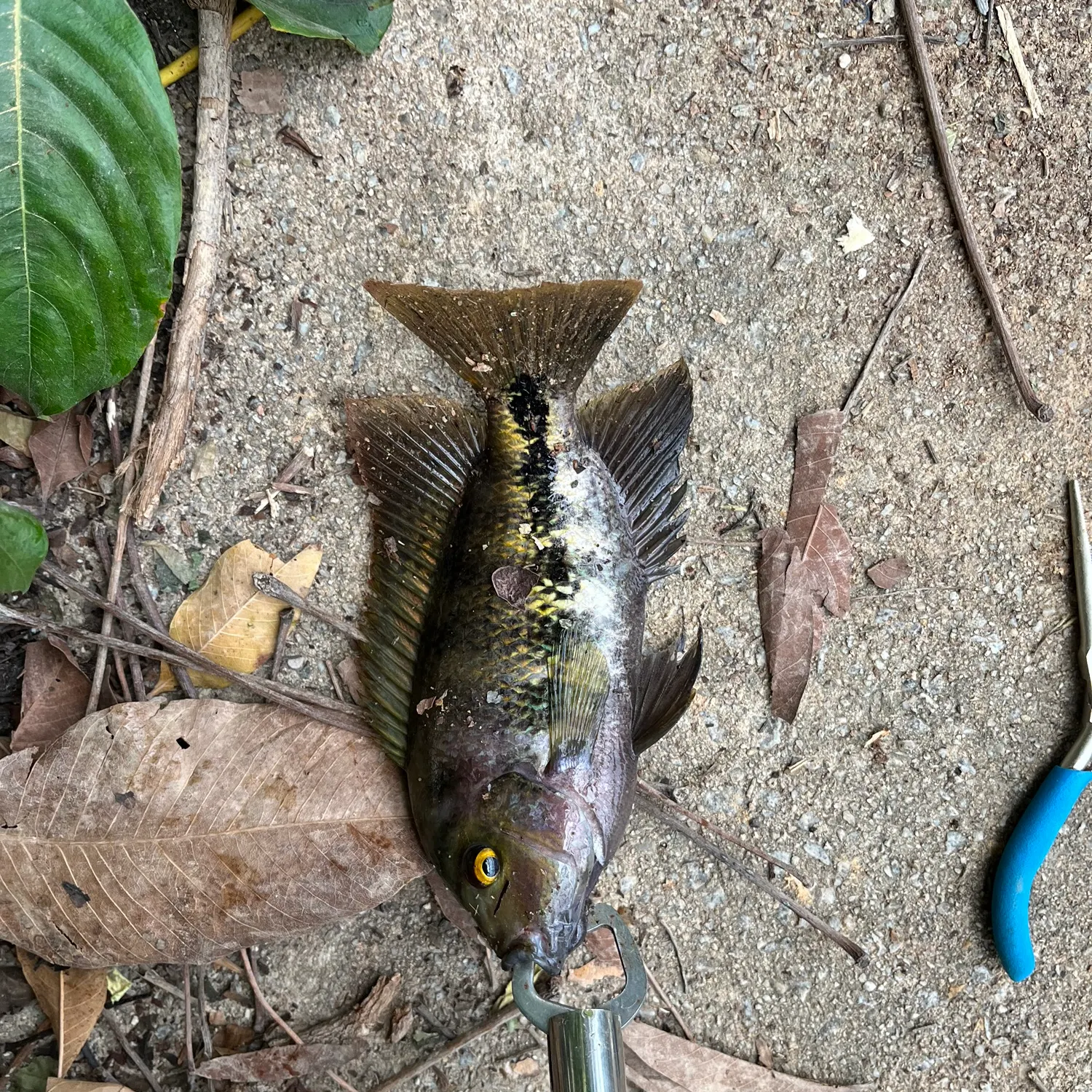 The most recent Redbelly tilapia catches on Fishbrain