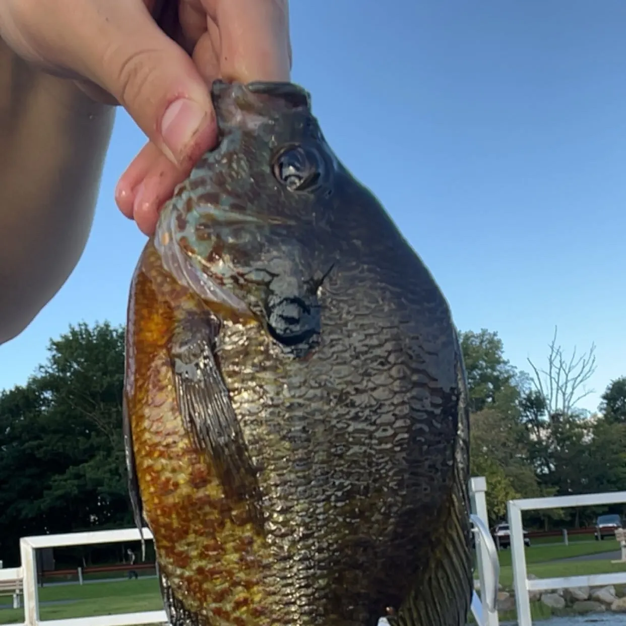 Bluegill caught on Fishbrain