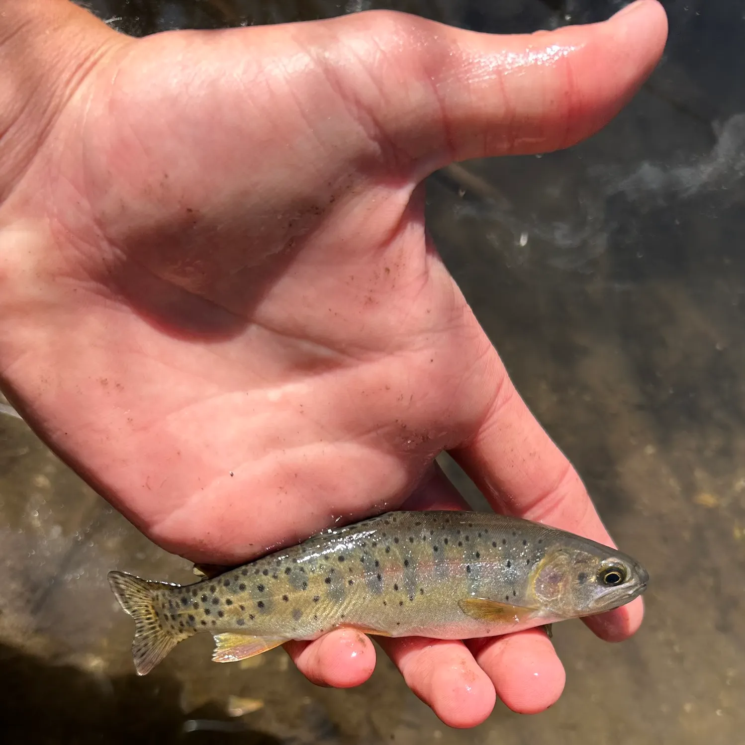 The most recent Yellowstone cutthroat trout catches on Fishbrain