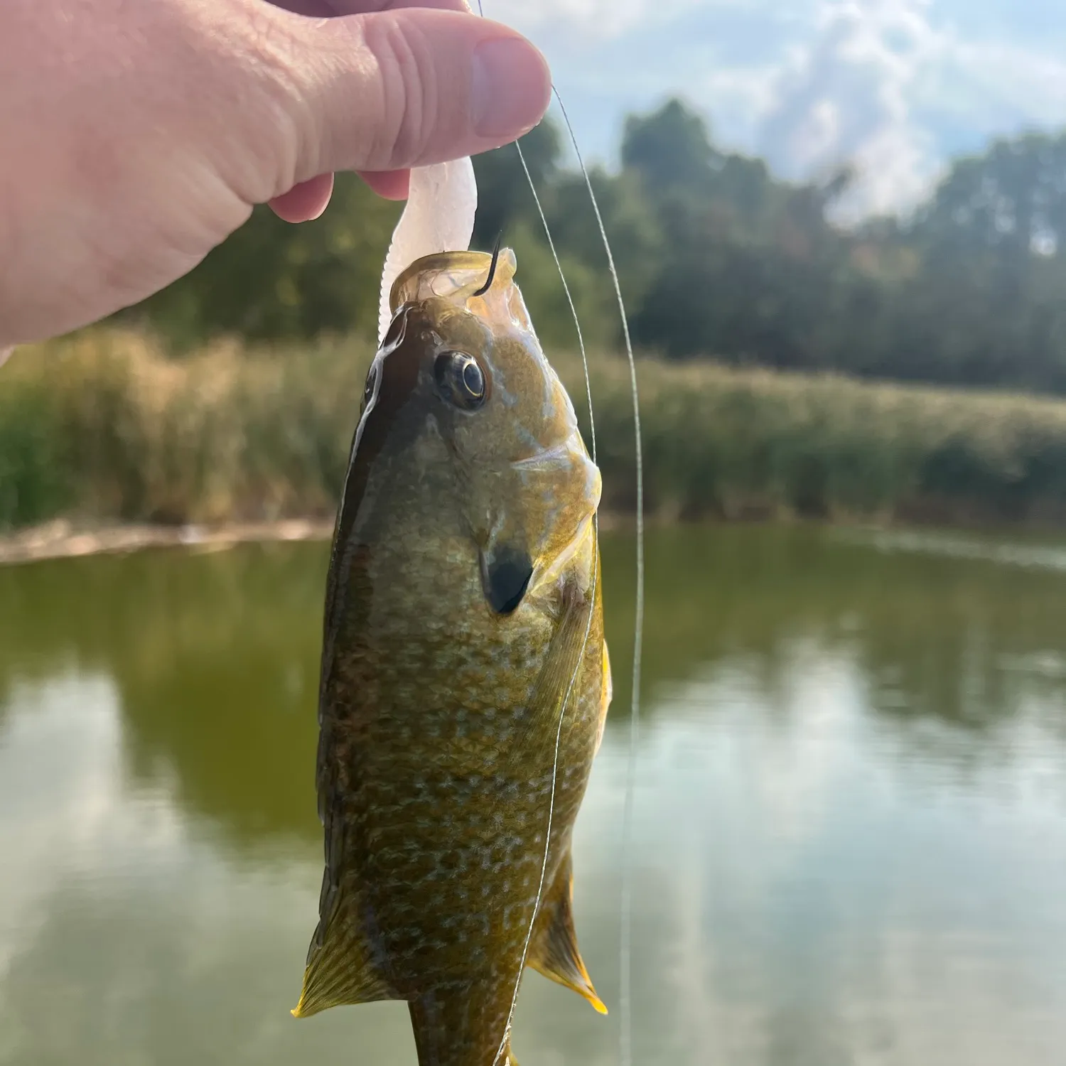 Green sunfish caught on Fishbrain