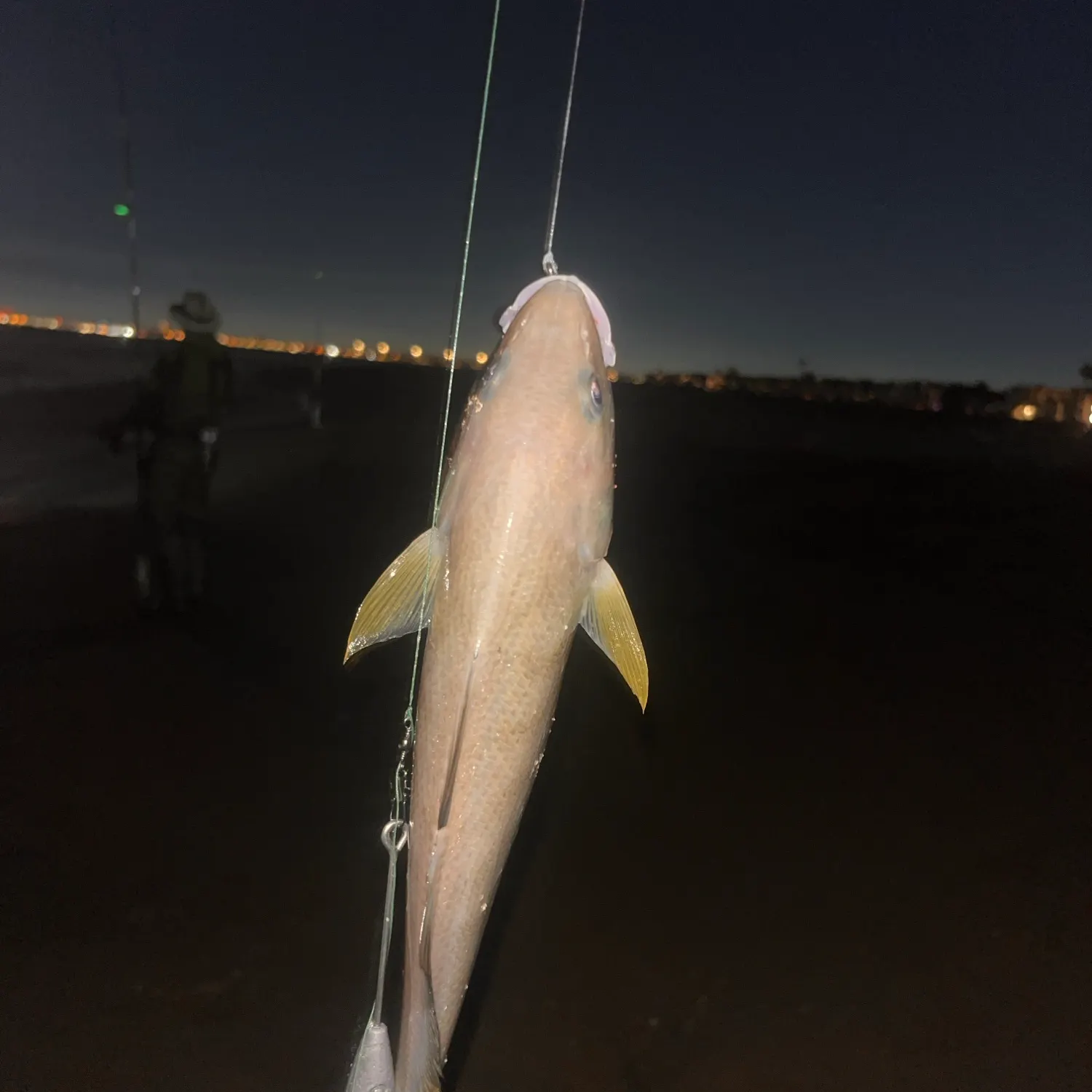 Yellowfin croaker caught on Fishbrain
