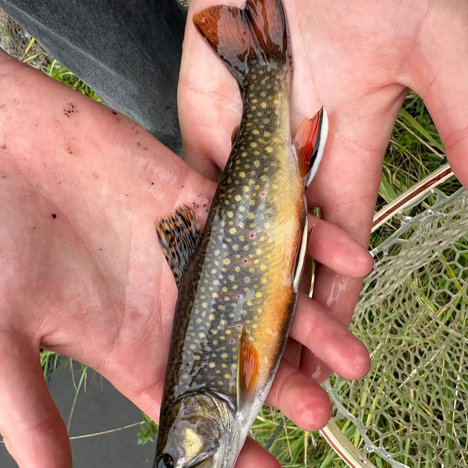 Brook trout caught on Fishbrain