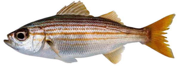 Salema porgy
