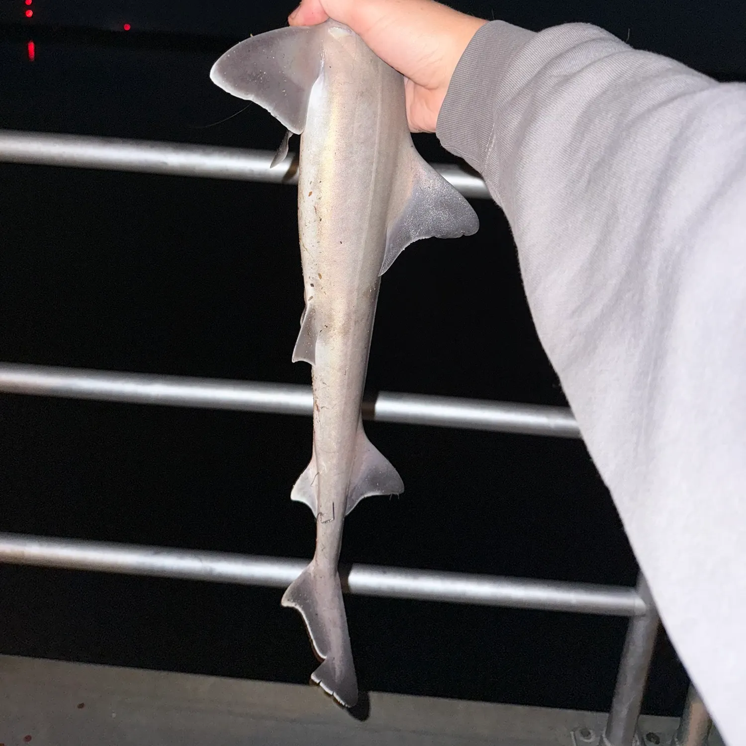 Dusky smooth-hound caught on Fishbrain