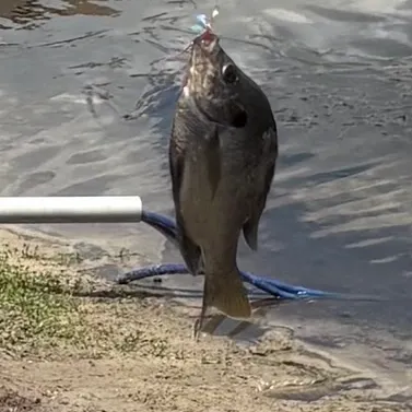 The most recent Coppernose bluegill catches on Fishbrain