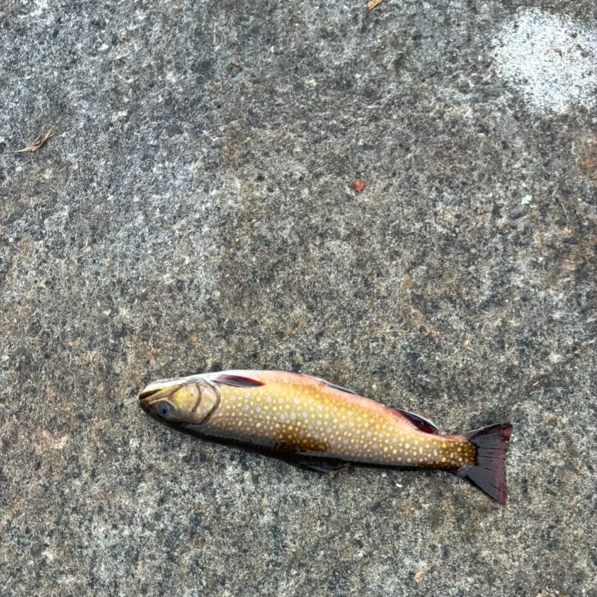 Brook trout caught on Fishbrain