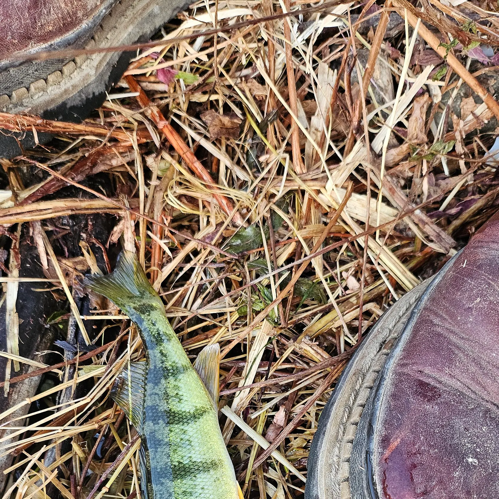 Yellow perch caught on Fishbrain