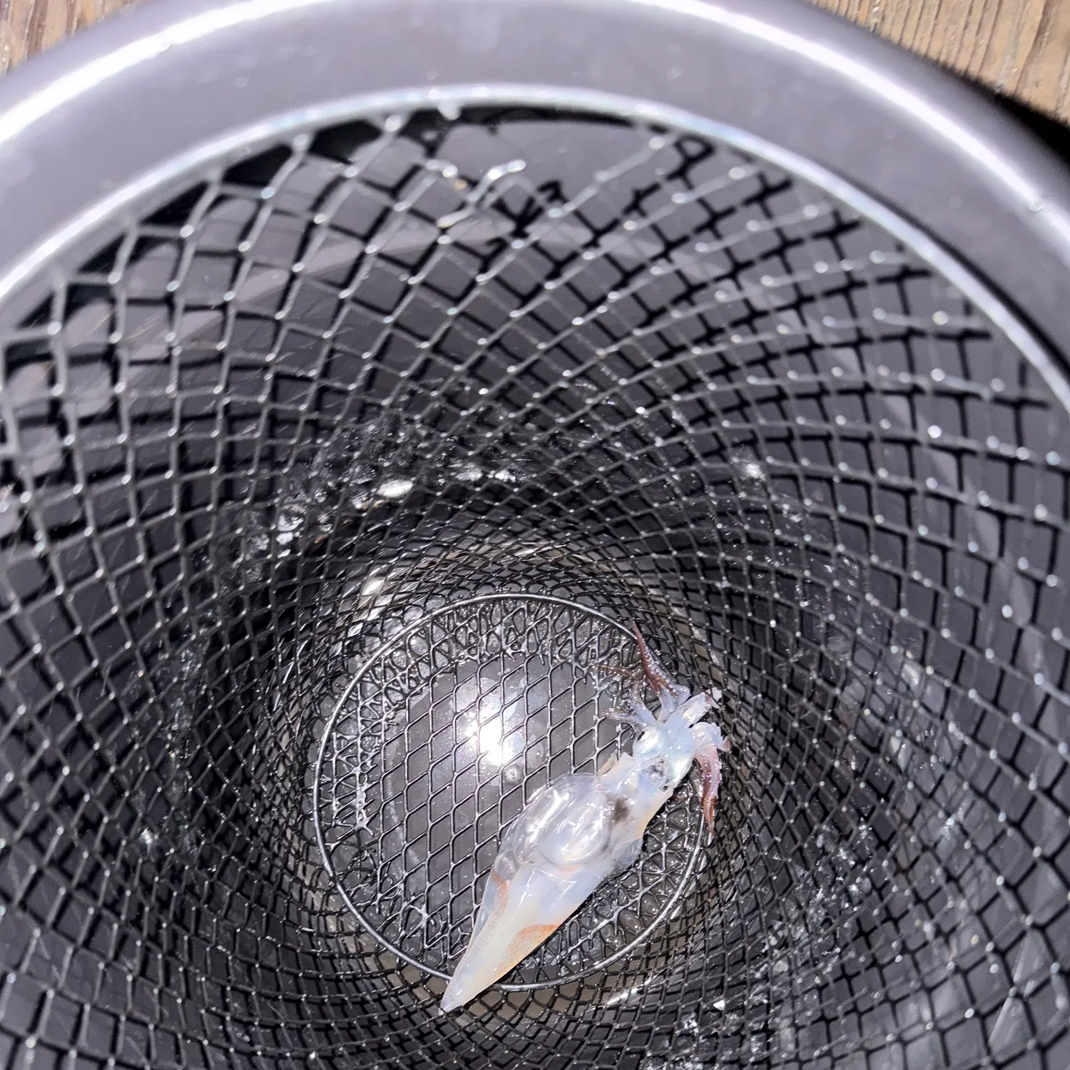 The most recent Market squid catches on Fishbrain