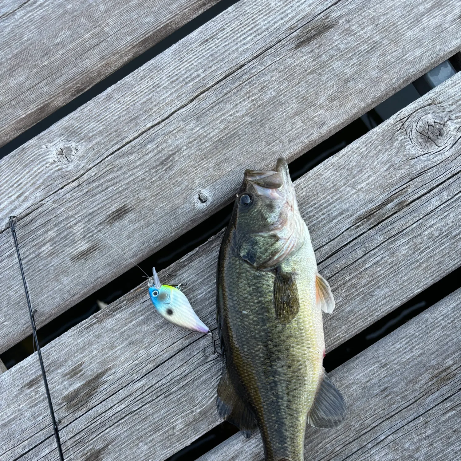 Largemouth bass caught on Fishbrain